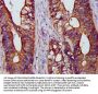 BCAP31 Antibody