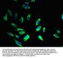 BCAP31 Antibody
