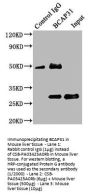 BCAP31 Antibody