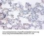 RRAGA Antibody