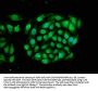 RRAGA Antibody