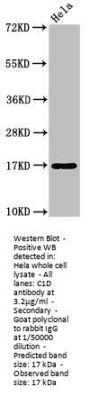 C1D Antibody