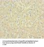 C1D Antibody