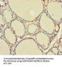 C1D Antibody