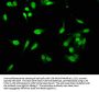 C1D Antibody