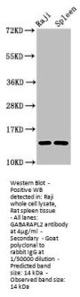 GABARAPL2 Antibody
