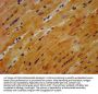GABARAPL2 Antibody