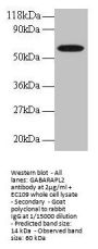 GABARAPL2 Antibody