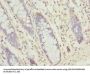 SEC61G Antibody