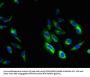 HAX1 Antibody