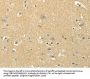 MSI1 Antibody