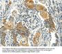 MSI1 Antibody