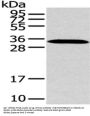 MSI1 Antibody