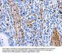 PTGS1 Antibody
