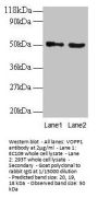 VOPP1 Antibody