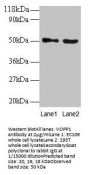 VOPP1 Antibody