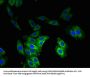 VOPP1 Antibody