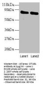 OTUB1 Antibody