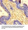 OTUB1 Antibody