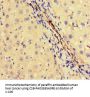 OTUB1 Antibody