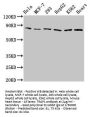 TRAP1 Antibody
