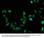 TRAP1 Antibody