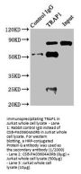 TRAP1 Antibody