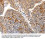 IRS2 Antibody