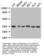 COPE Antibody