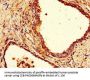 COPE Antibody