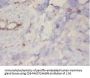 PARK7 Antibody