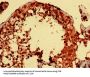 PARK7 Antibody