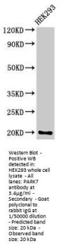 PARK7 Antibody