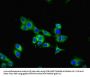 PARK7 Antibody