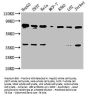 UBC Antibody