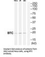 BTC Antibody