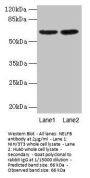 NELFB Antibody