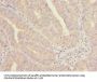 NELFB Antibody