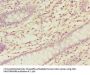 NELFB Antibody