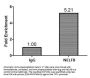 NELFB Antibody