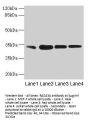RAD23A Antibody