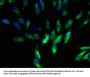 UQCR11 Antibody