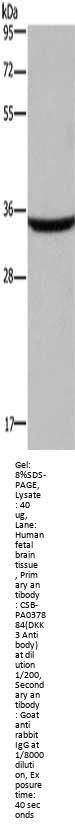 DKK3 Antibody
