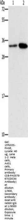 CDC34 Antibody
