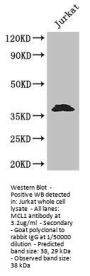 MCL1 Antibody