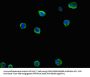 MCL1 Antibody