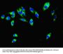 MCL1 Antibody