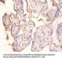PPP1R11 Antibody
