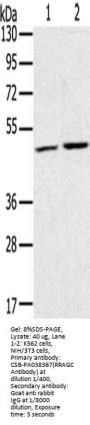 RRAGC Antibody