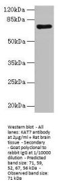 KAT7 Antibody
